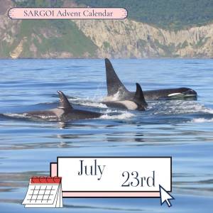 Whale and Dolphin Day 